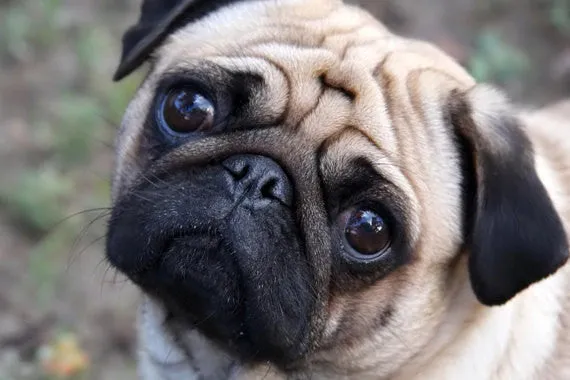 Pug Breed Jewelry Necklace